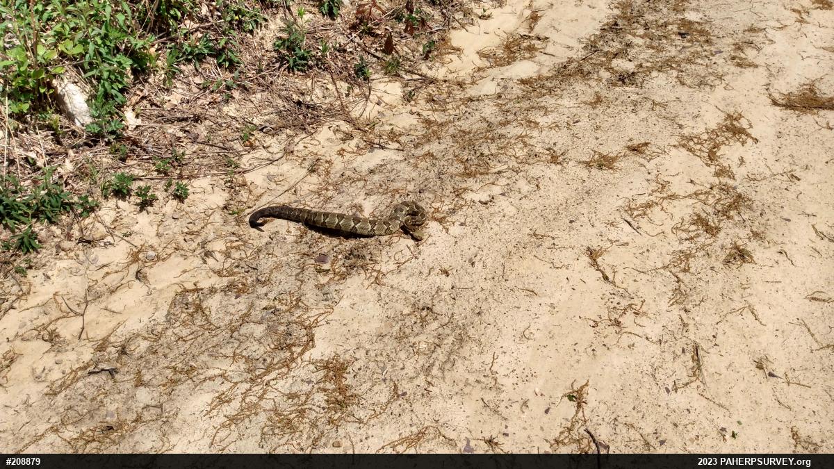 Timber Rattlesnake
