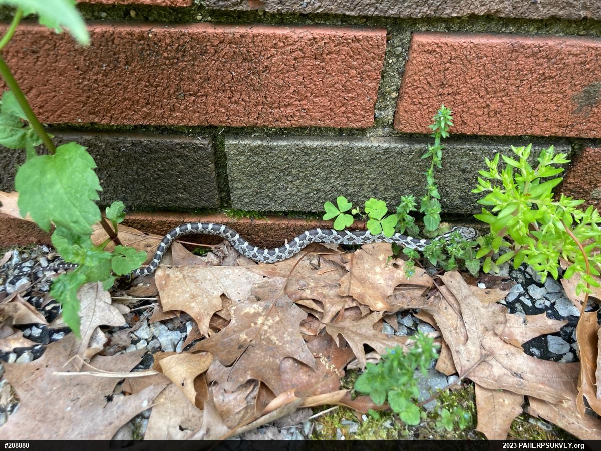 Eastern Ratsnake