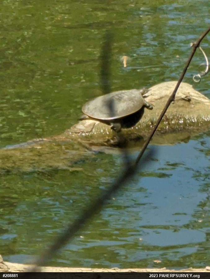 Eastern Spiny Softshell