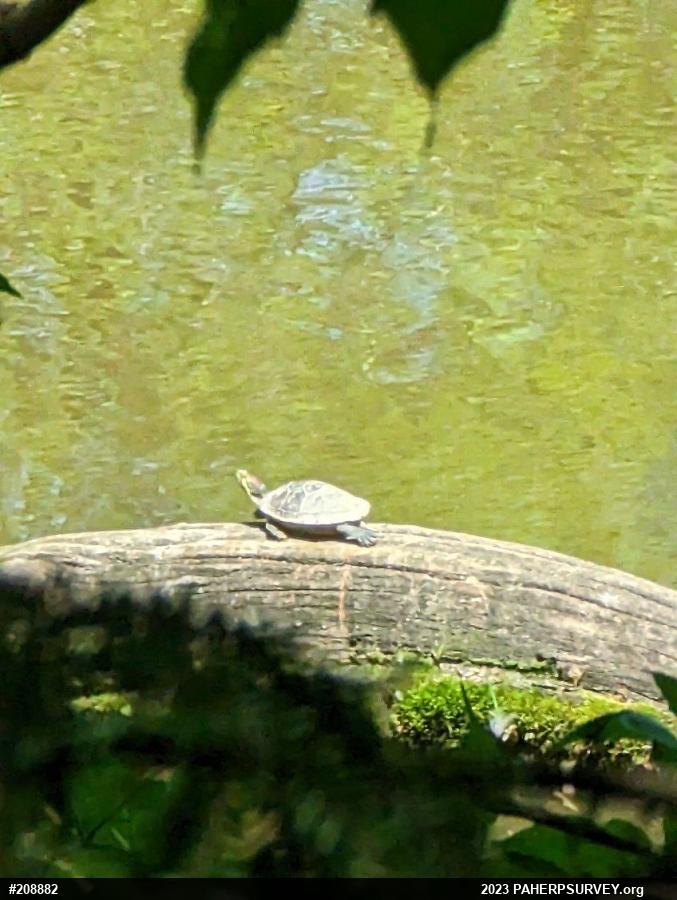 Red-eared Slider