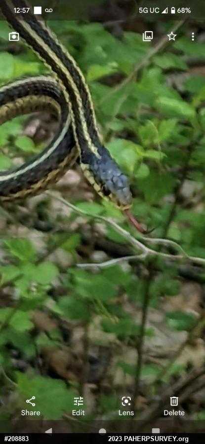 Eastern Gartersnake