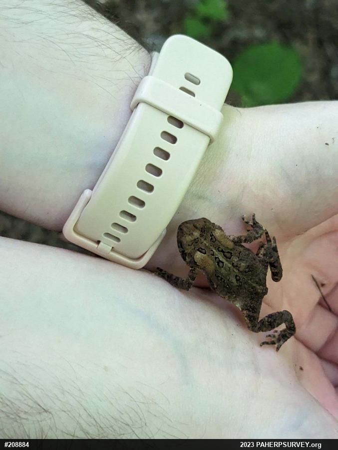 Eastern American Toad