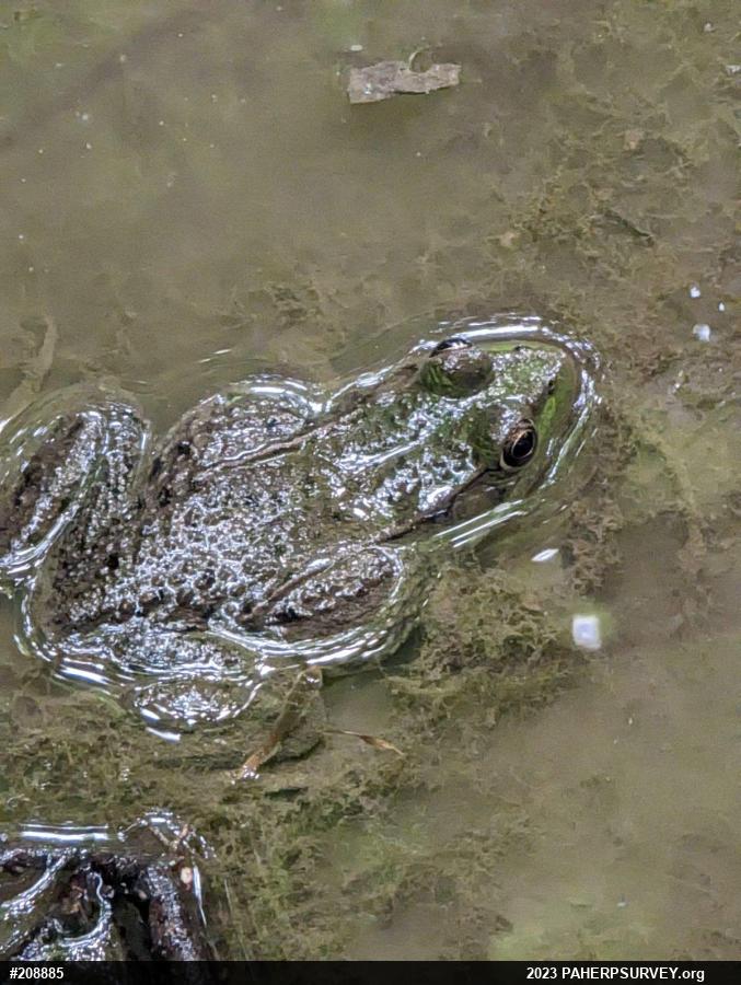 Green Frog
