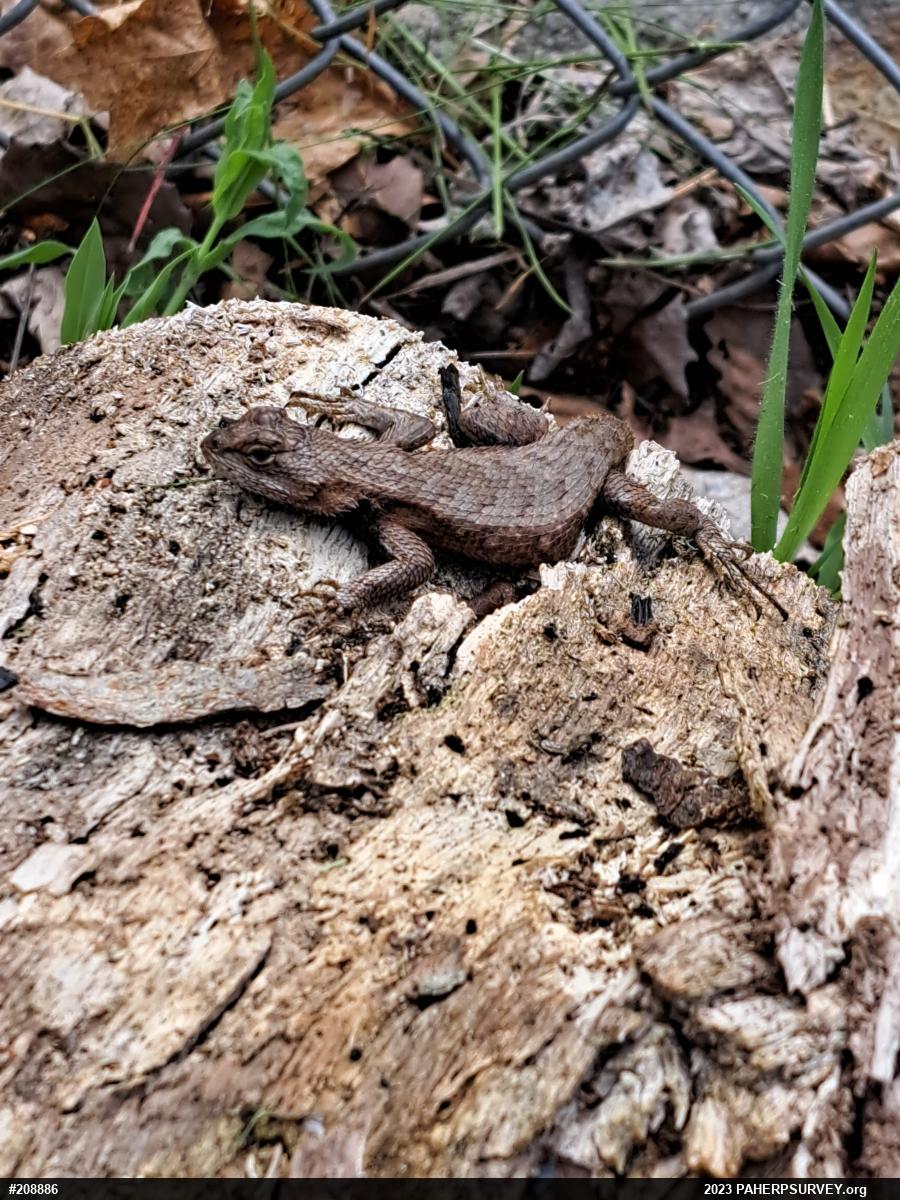 Eastern Fence Lizard