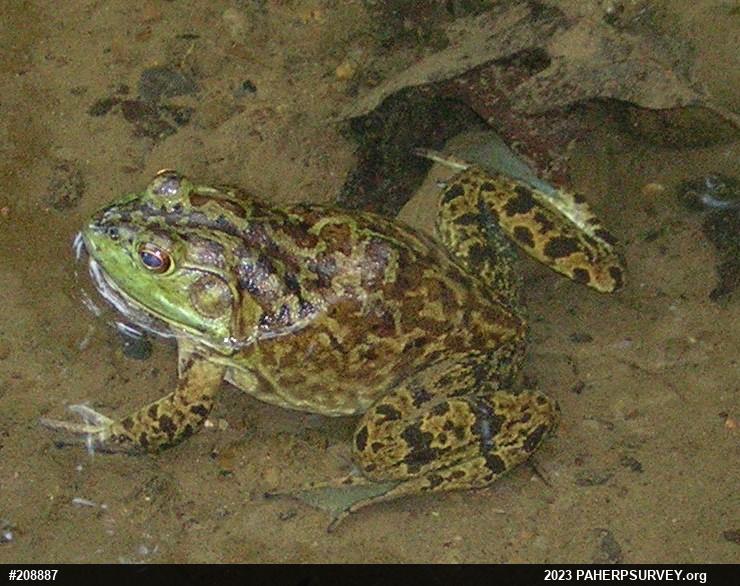 American Bullfrog