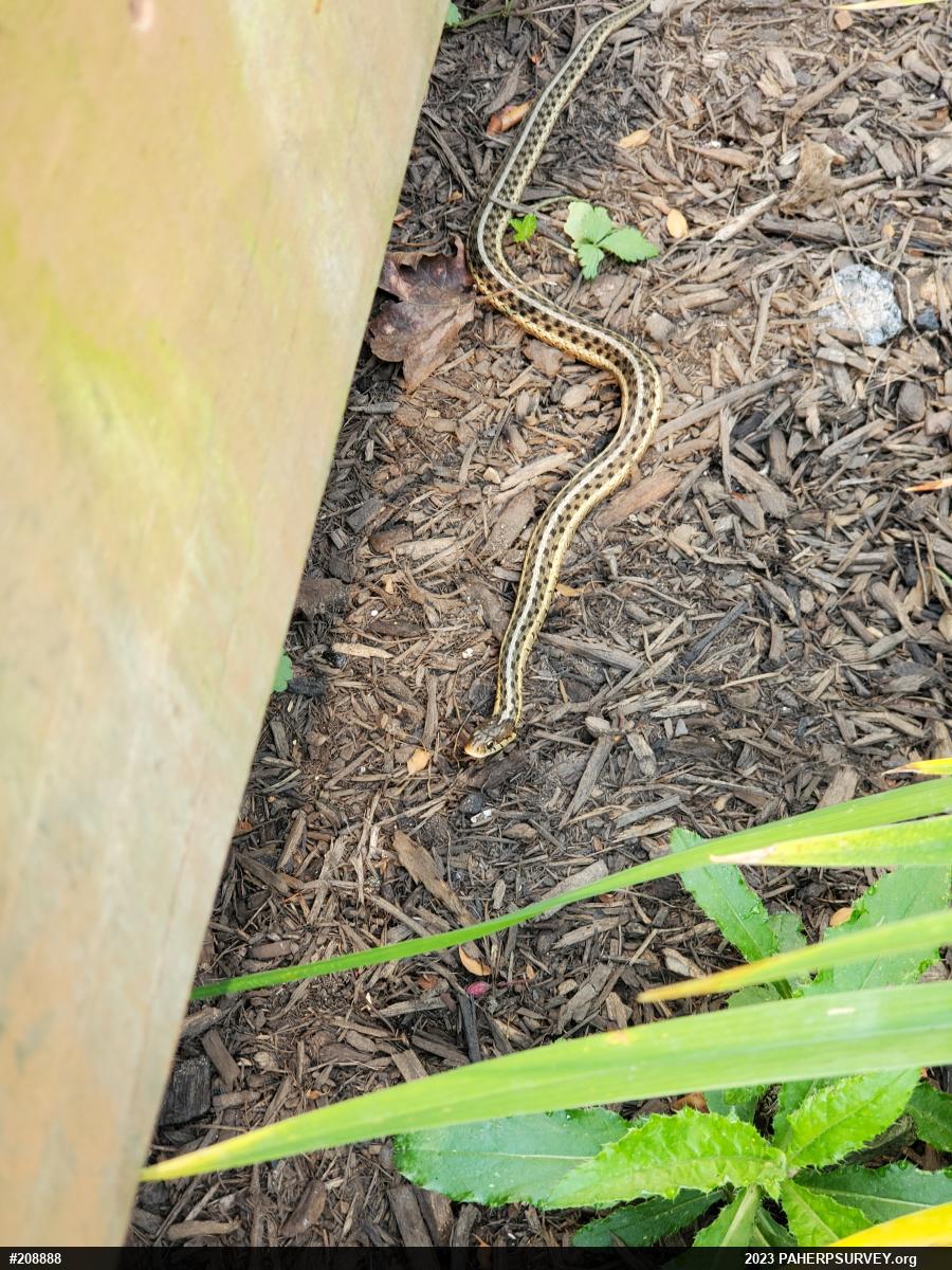 Eastern Gartersnake