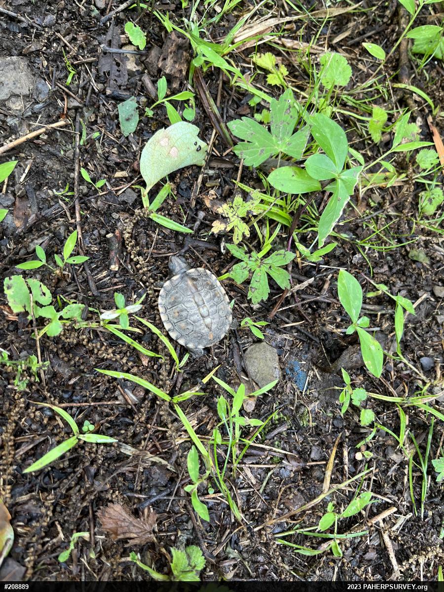 Eastern Box Turtle