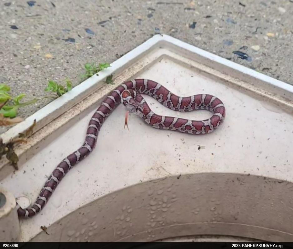 Eastern Milksnake