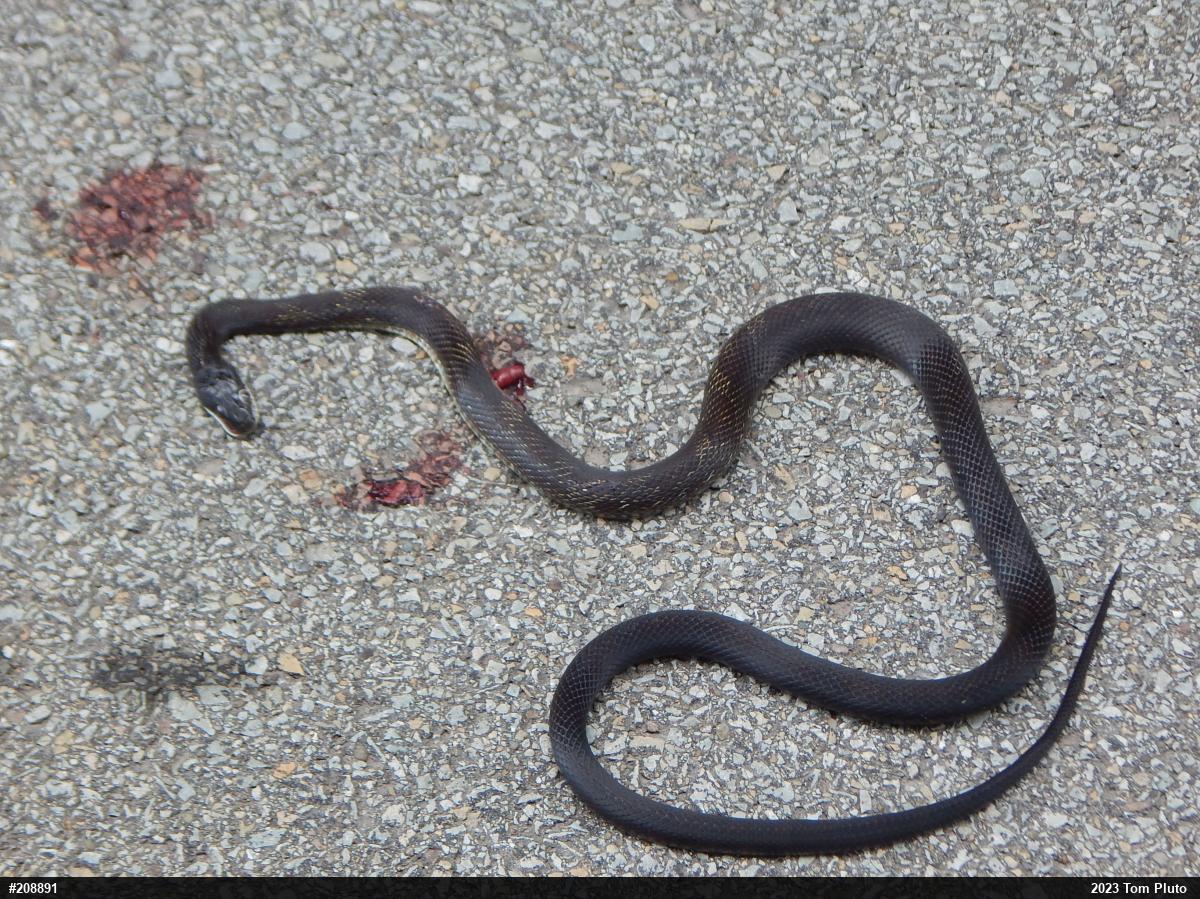 Eastern Ratsnake