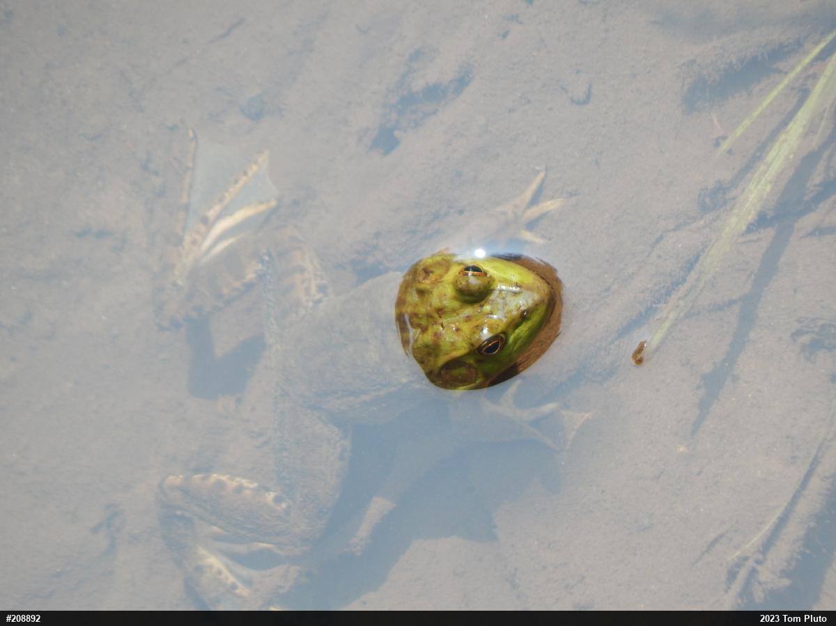 American Bullfrog