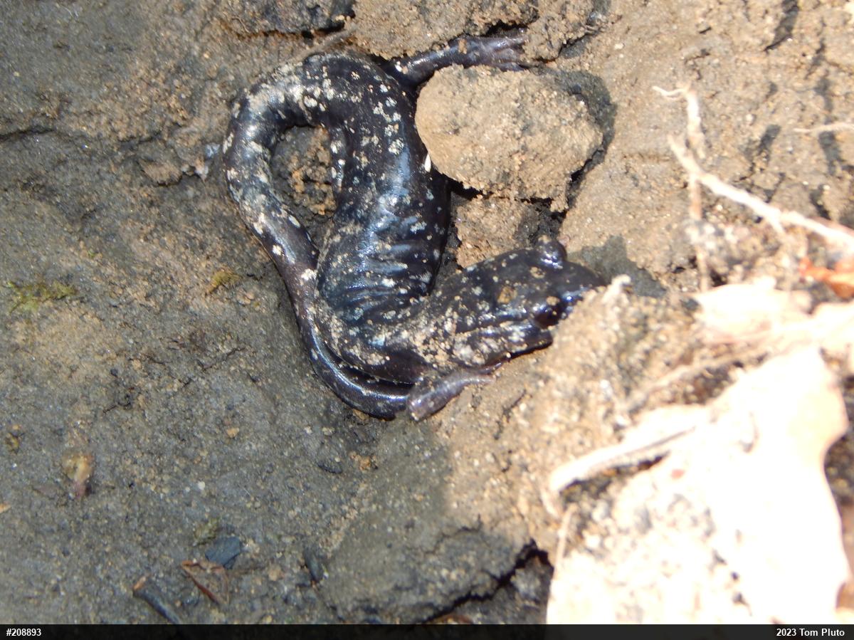 Northern Slimy Salamander