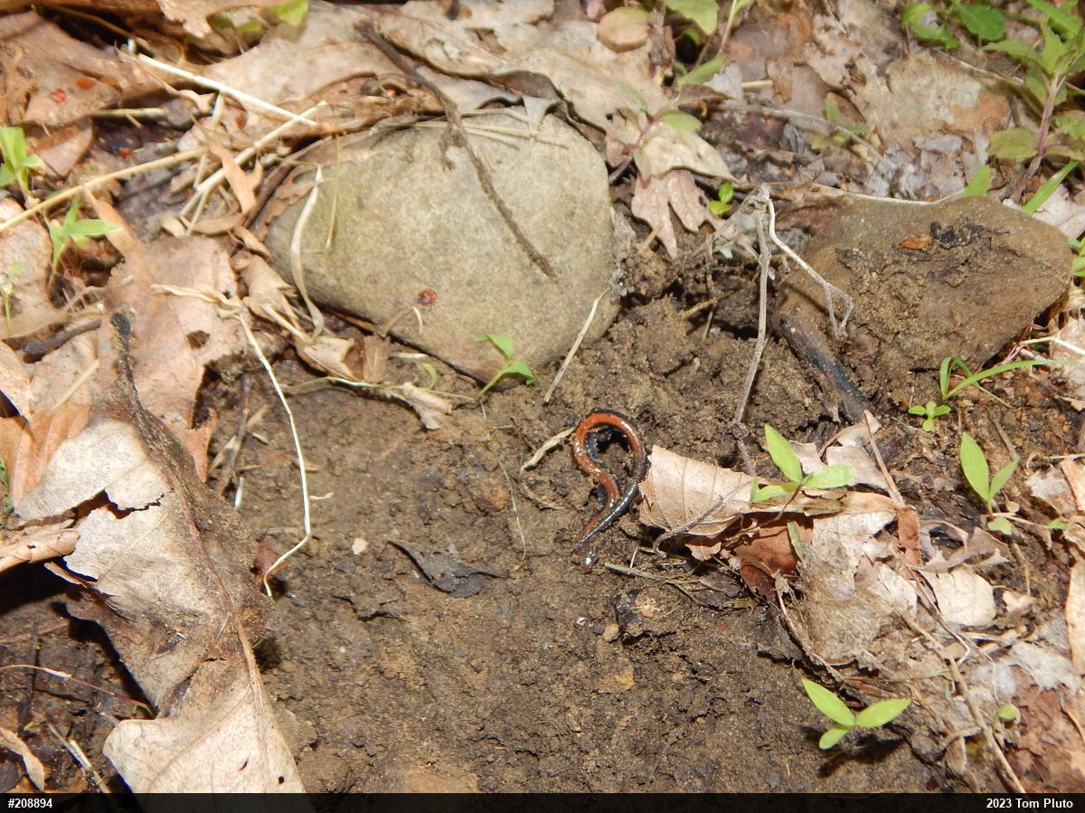 Eastern Red-backed  Salamander