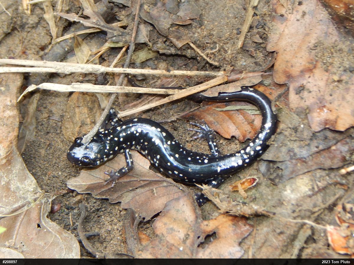Northern Slimy Salamander