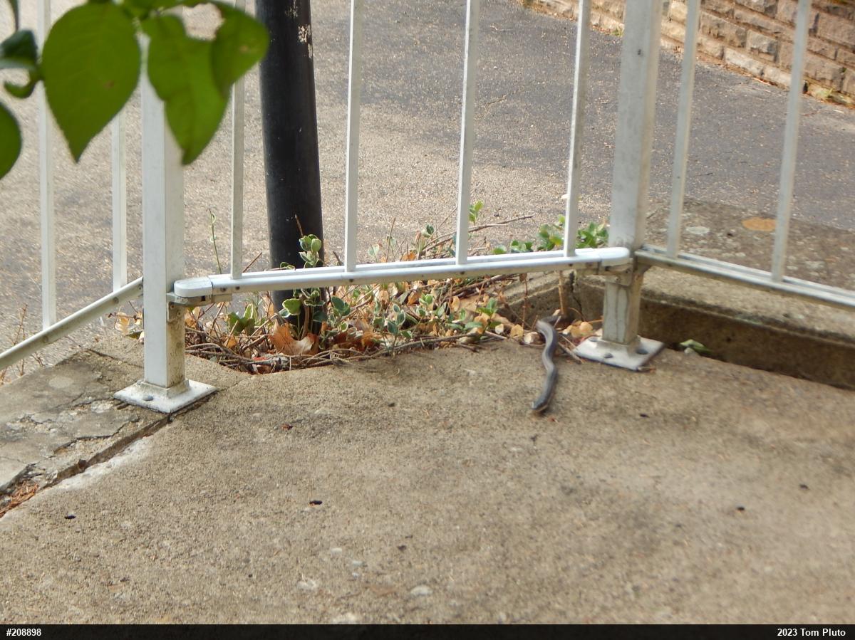 Eastern Ratsnake