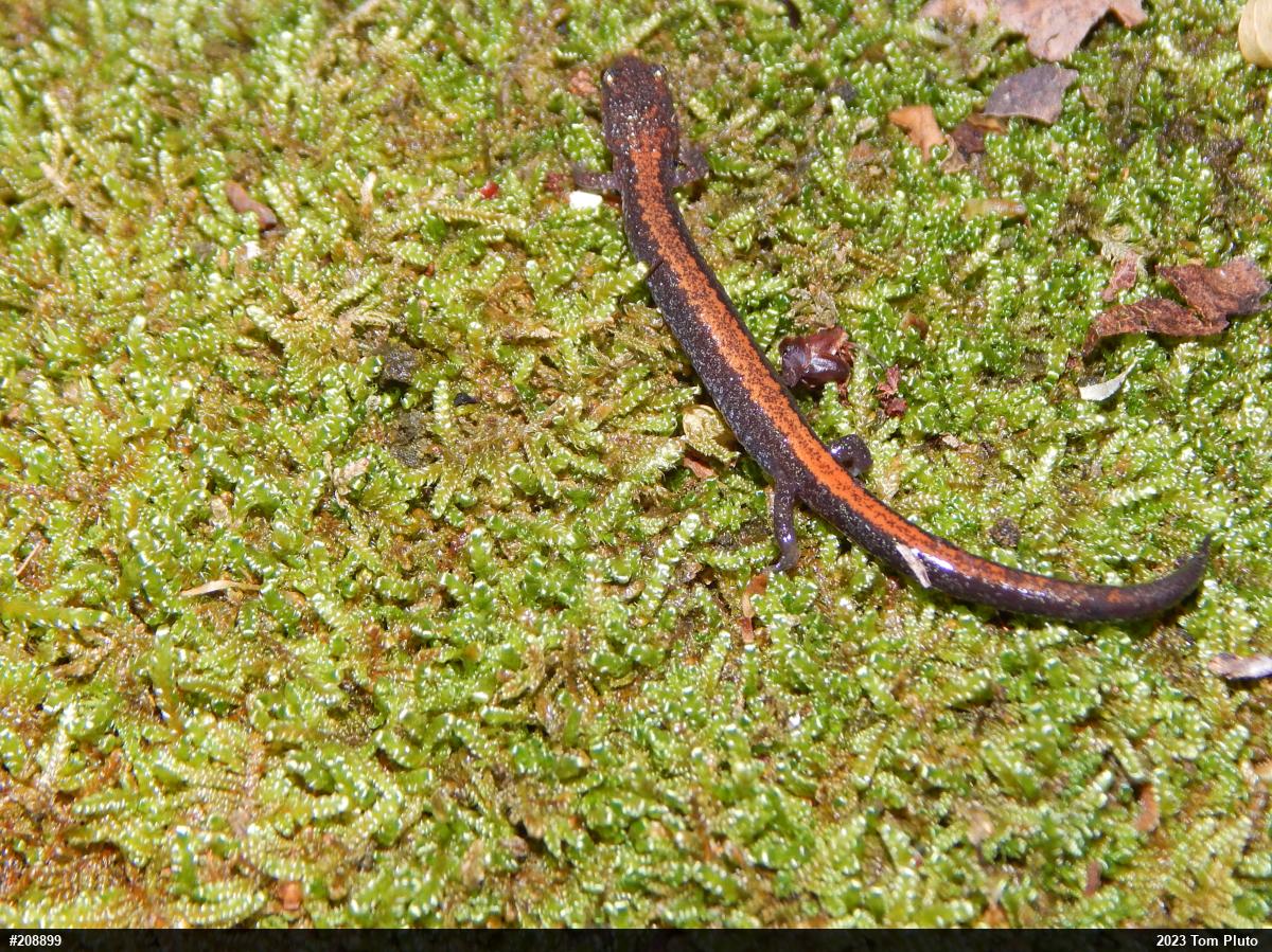 Eastern Red-backed  Salamander
