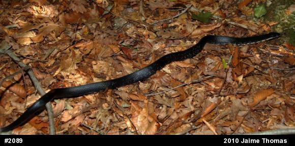 Eastern Ratsnake