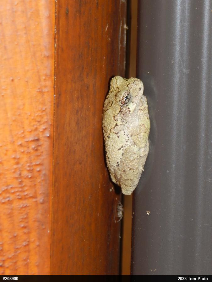 Unknown Gray Treefrog