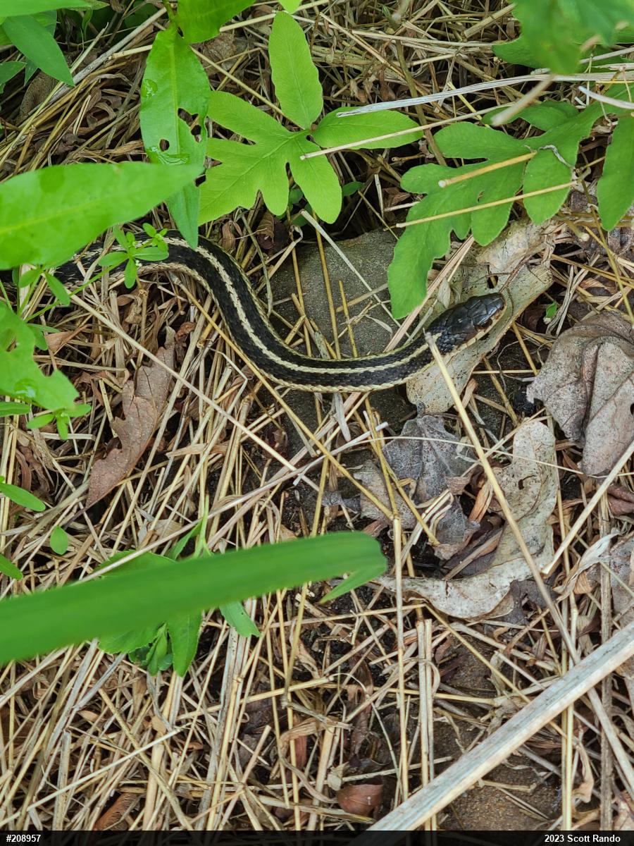 Eastern Gartersnake