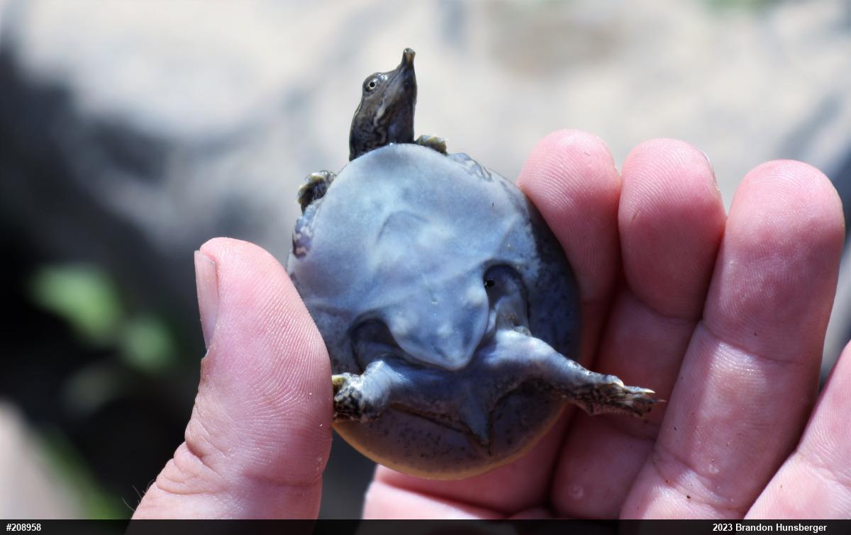 Eastern Spiny Softshell
