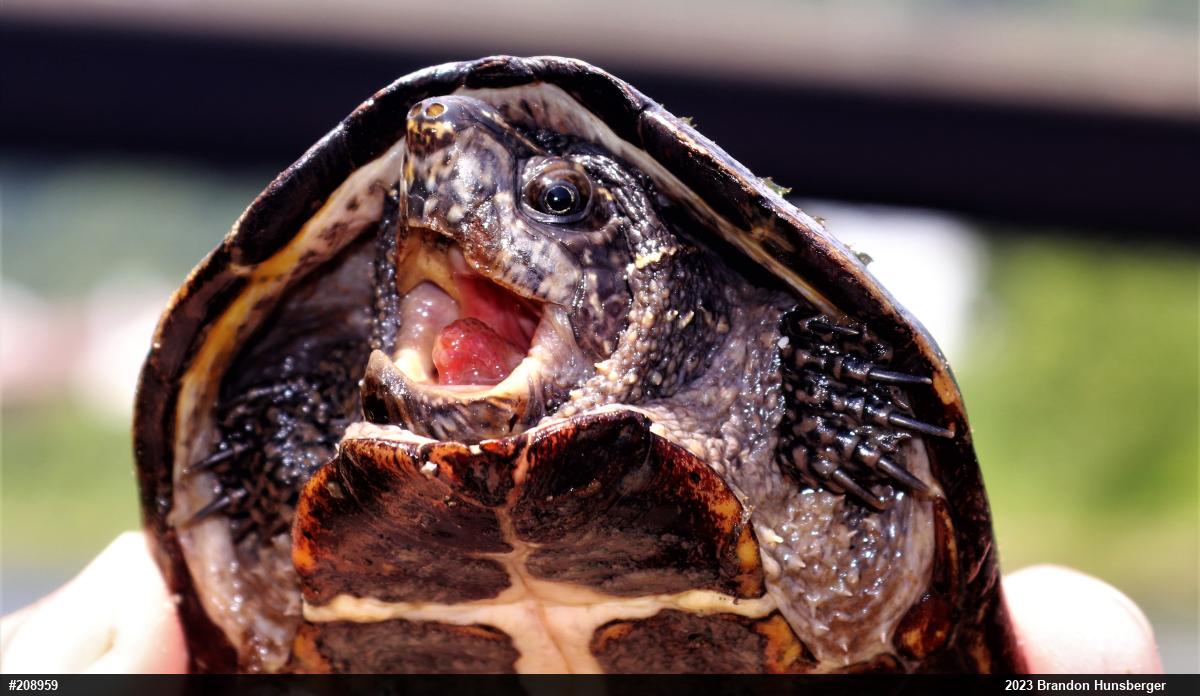 Eastern Musk Turtle