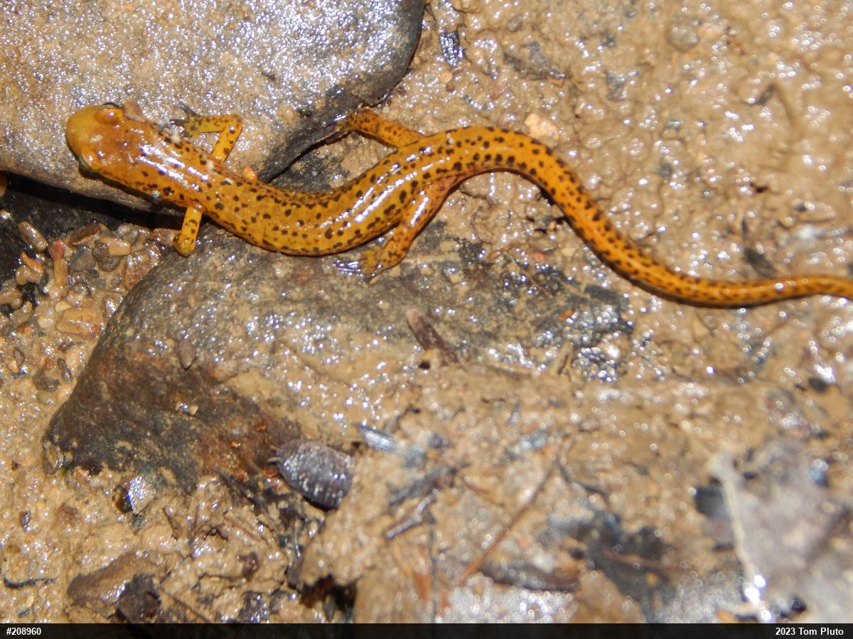 Eastern Long-tailed Salamander