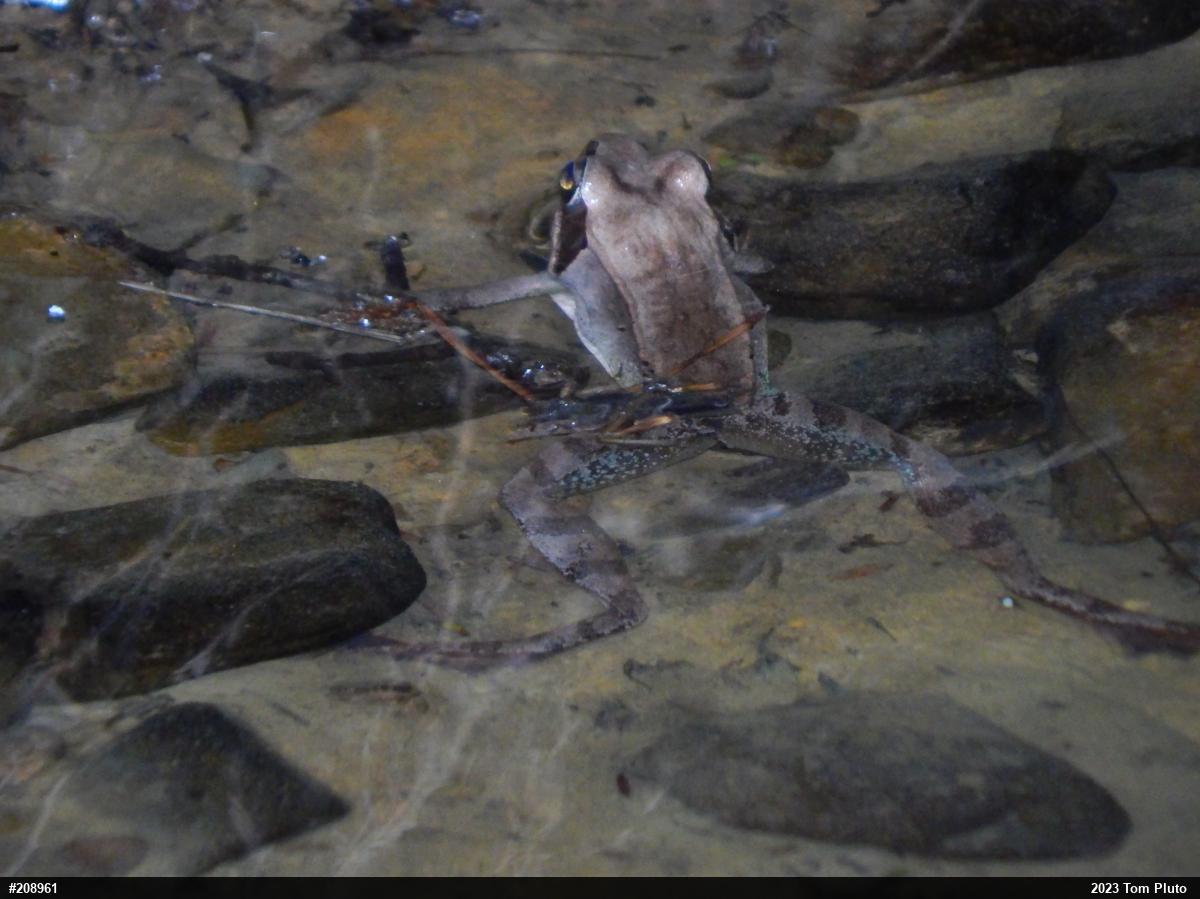 Wood Frog