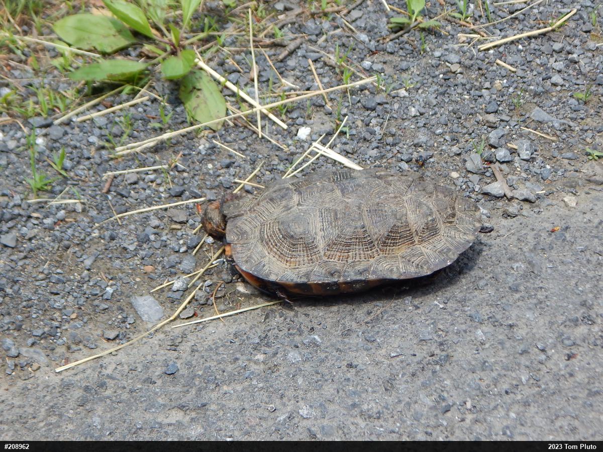 Wood Turtle