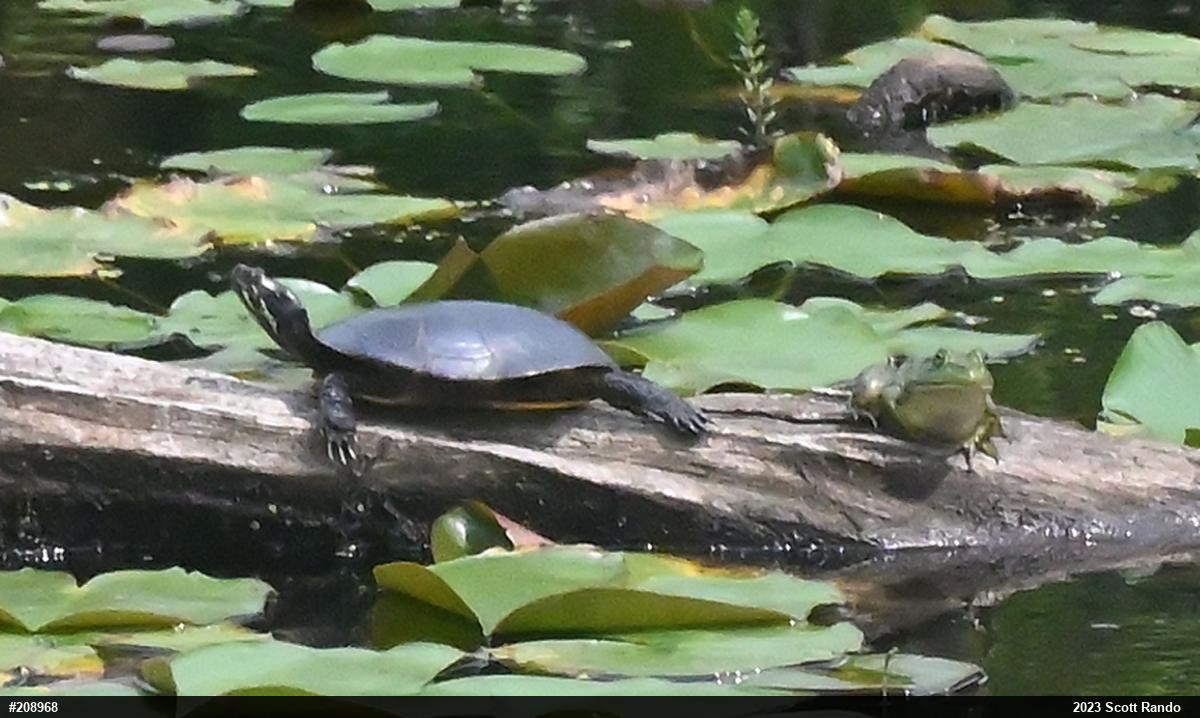 American Bullfrog