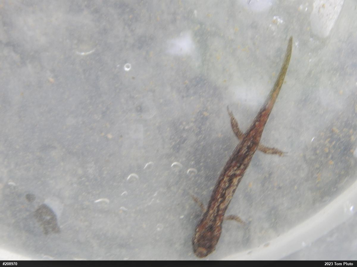Northern Dusky Salamander