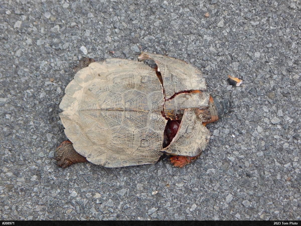 Wood Turtle