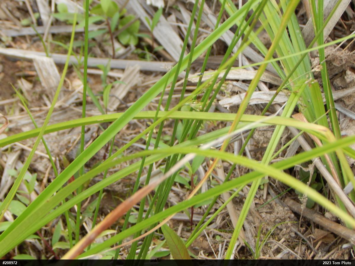 Pickerel Frog