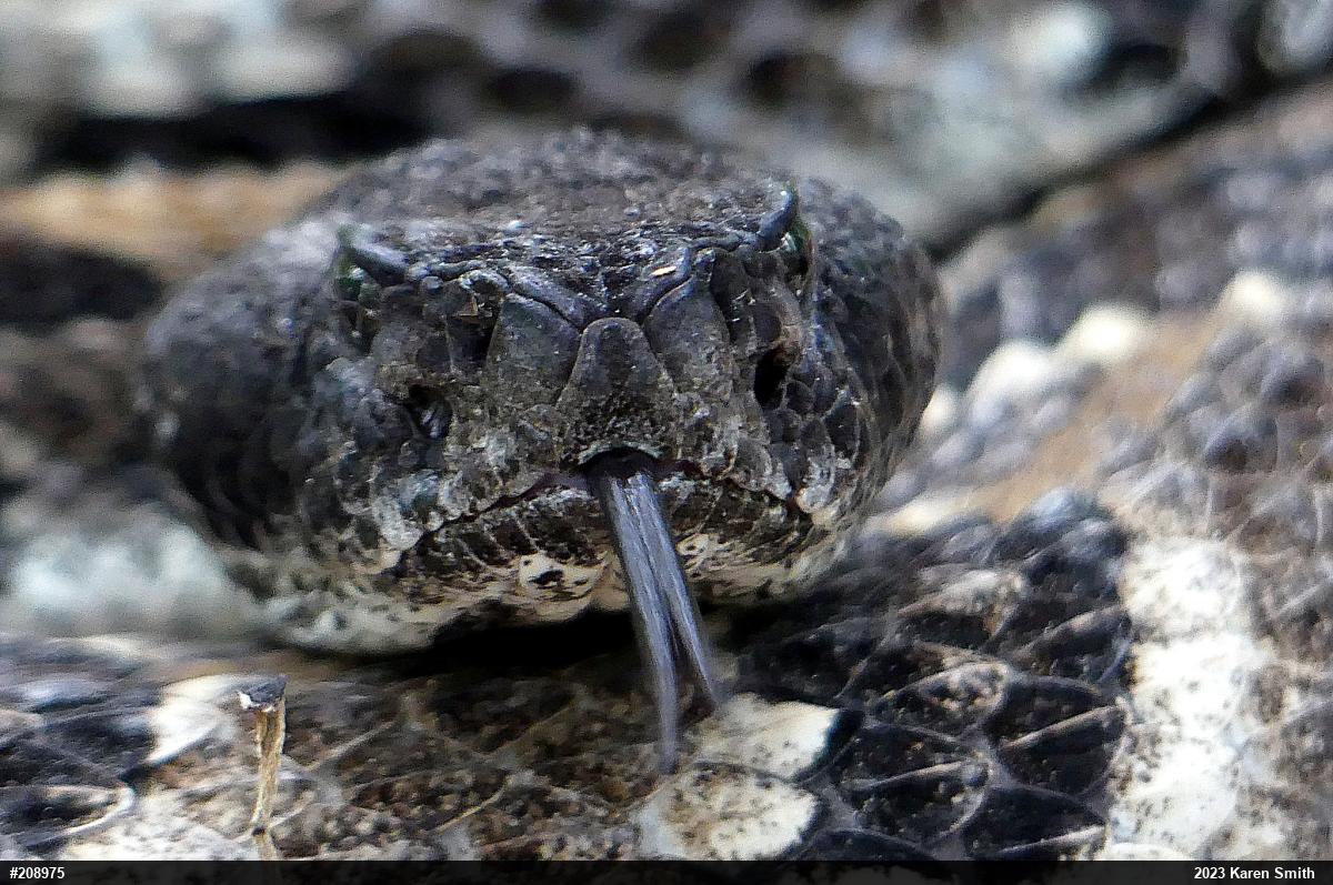 Timber Rattlesnake