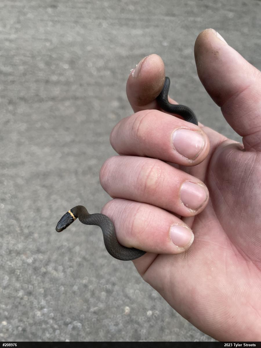 Northern Ring-necked Snake
