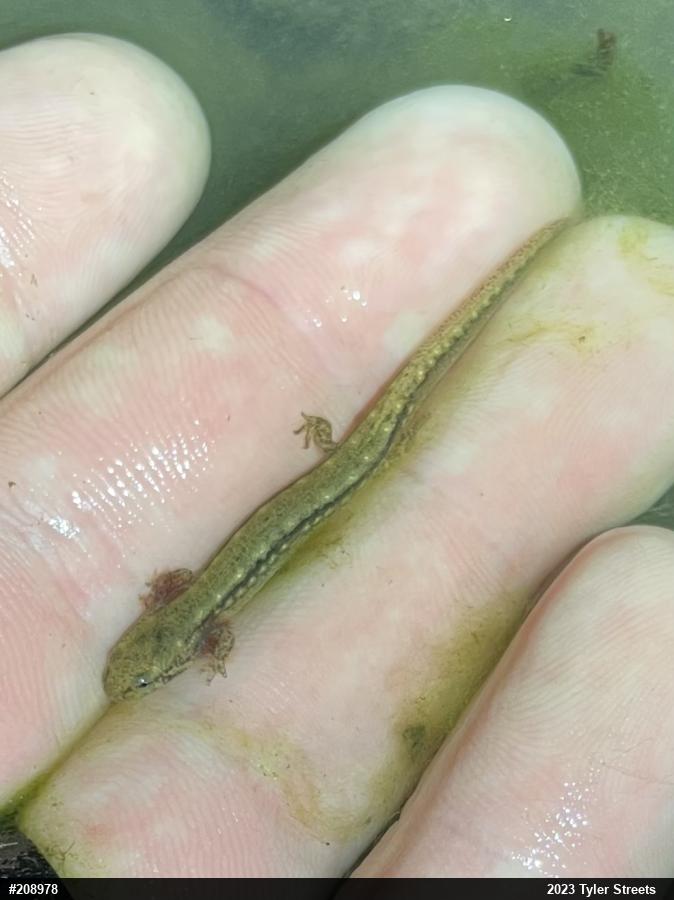 Northern Two-lined Salamander