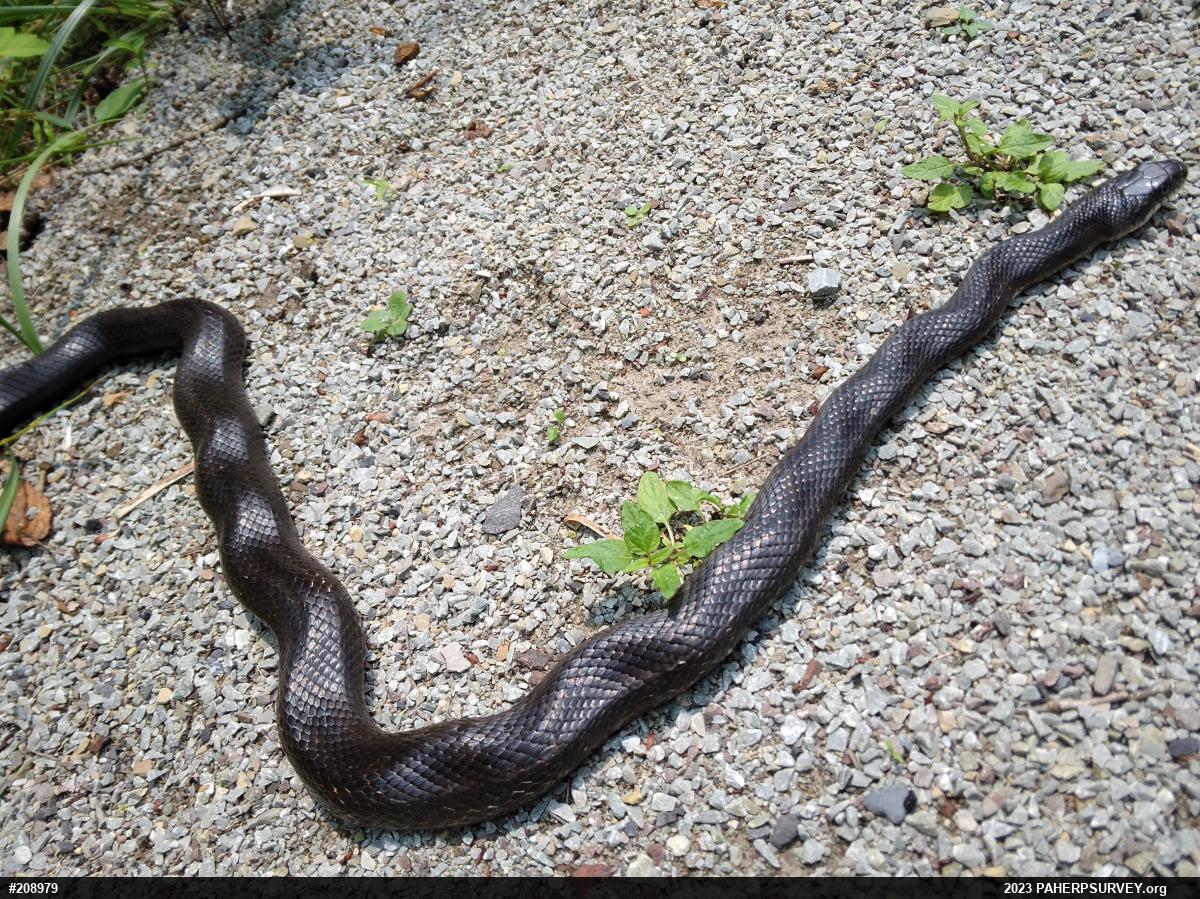 Eastern Ratsnake