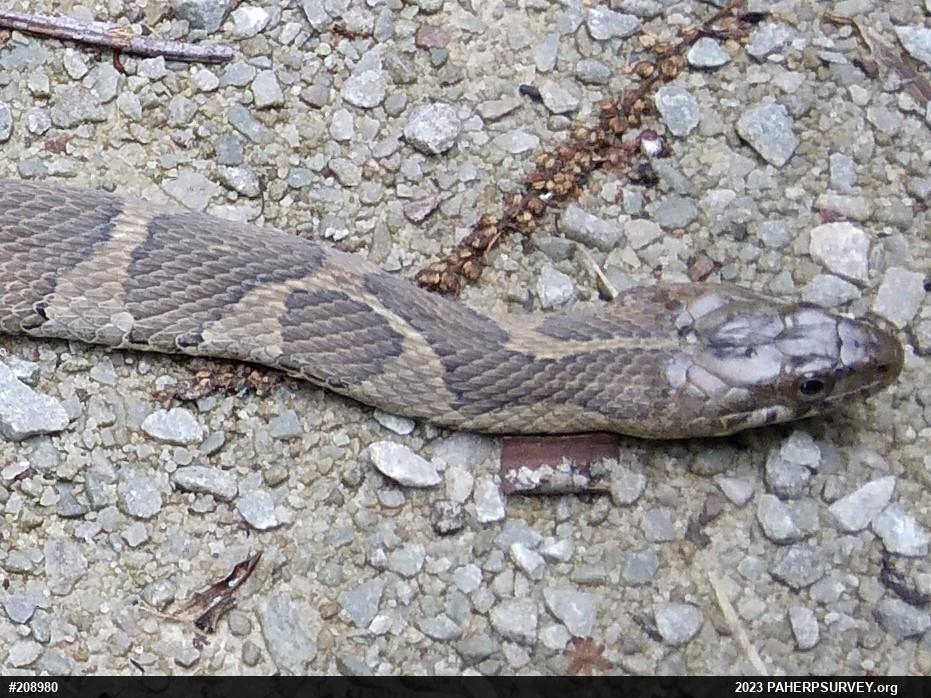 Northern Watersnake