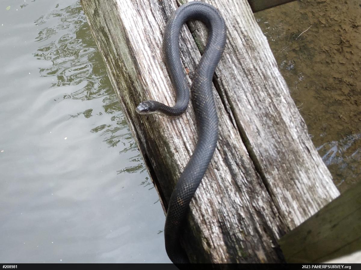 Eastern Ratsnake