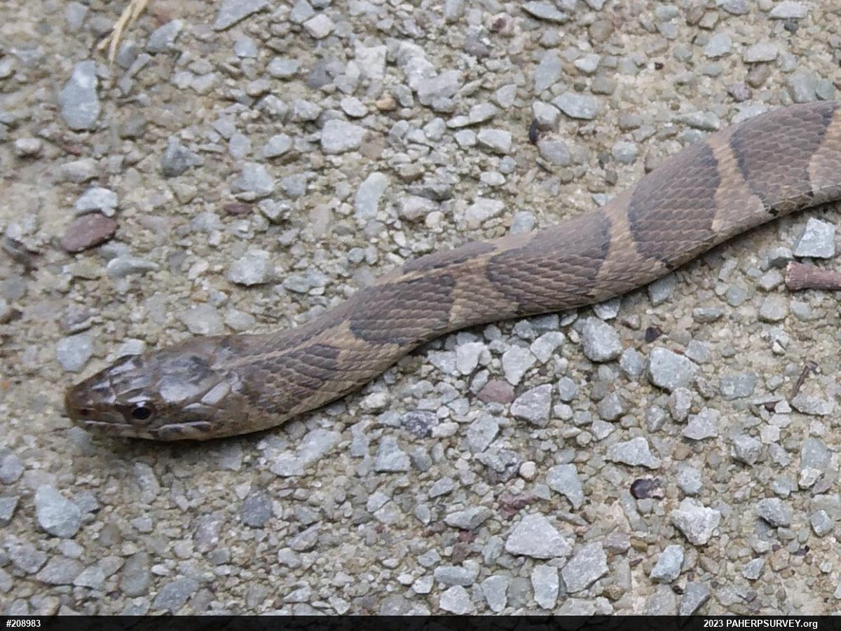 Northern Watersnake