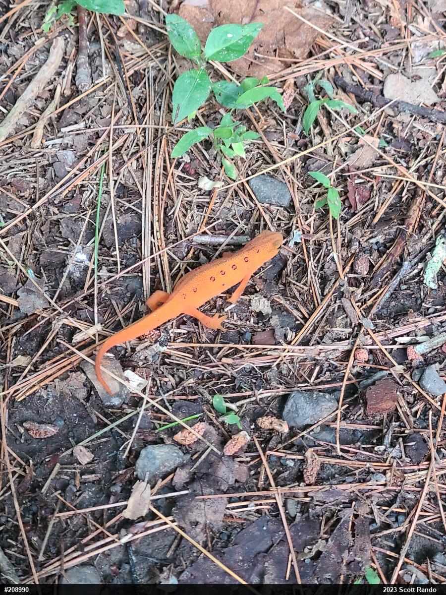 Red-spotted Newt