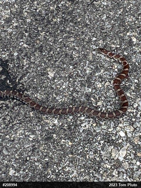 Eastern Milksnake