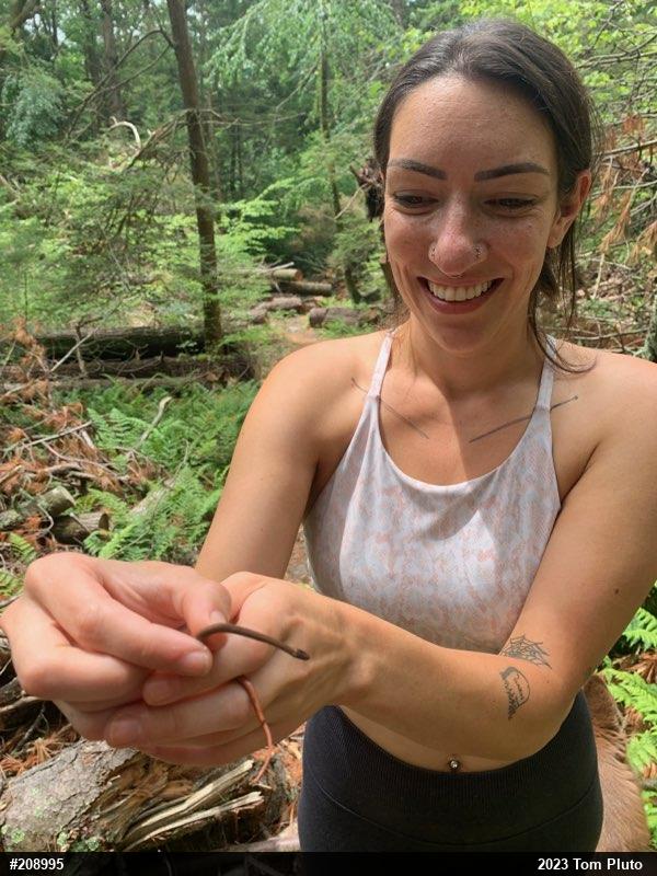 Red-bellied Snake