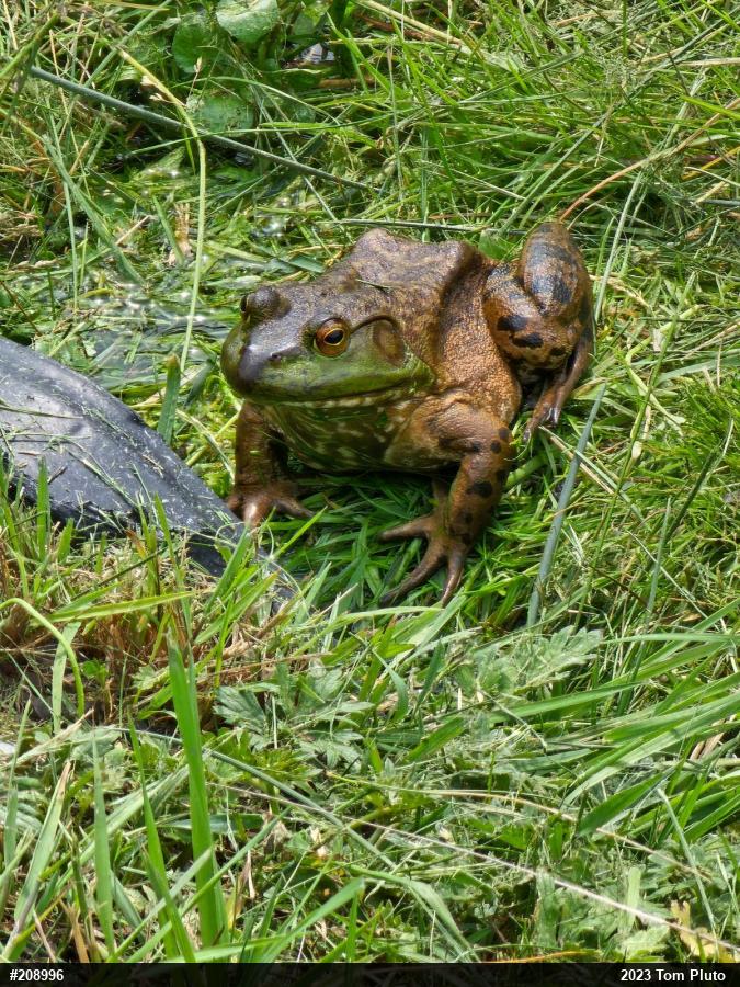 American Bullfrog
