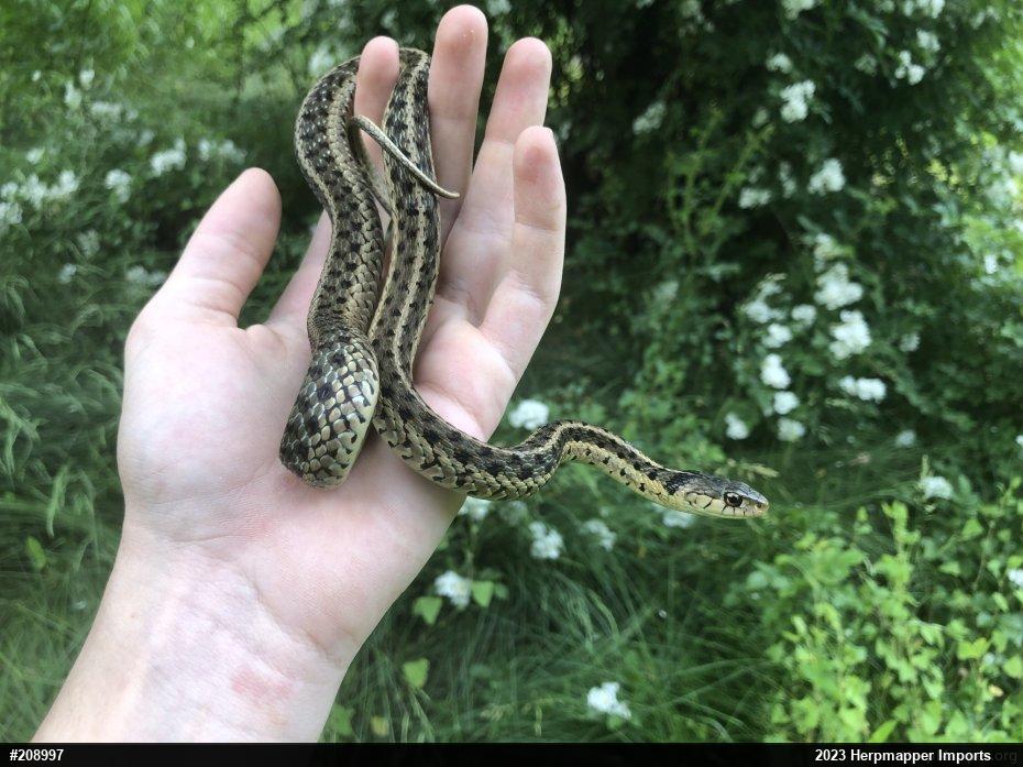 Eastern Gartersnake