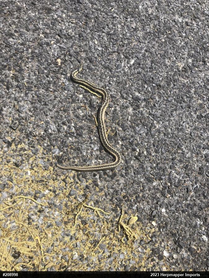 Eastern Gartersnake