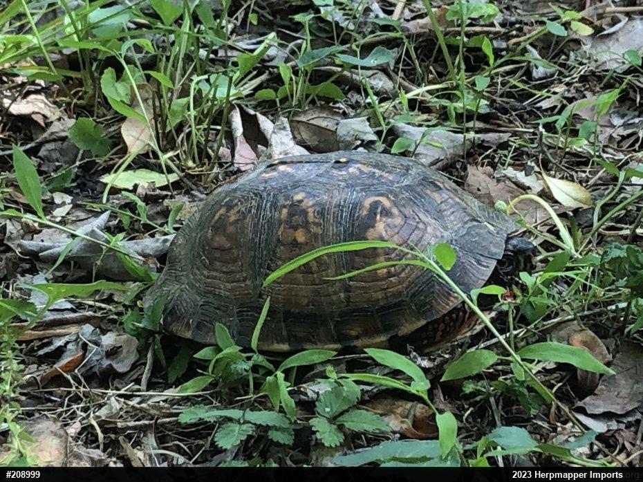 Eastern Box Turtle