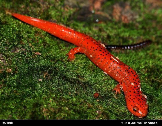 Northern Red Salamander