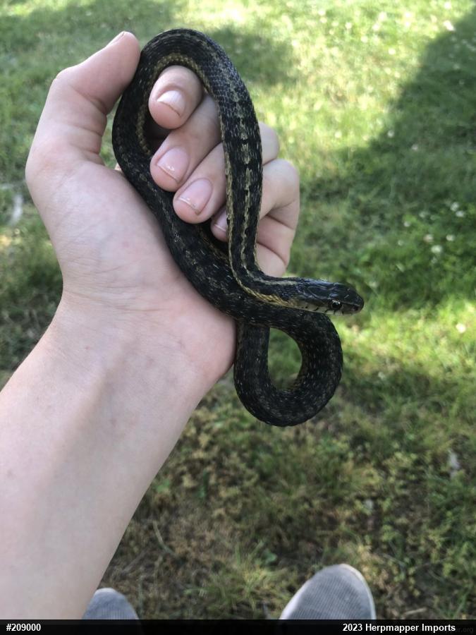 Eastern Gartersnake