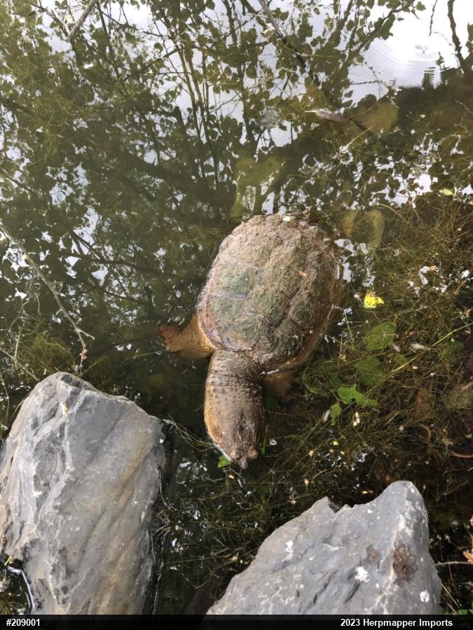 Snapping Turtle