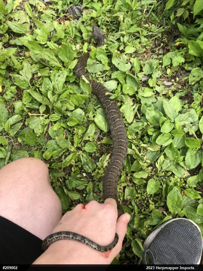 Northern Watersnake