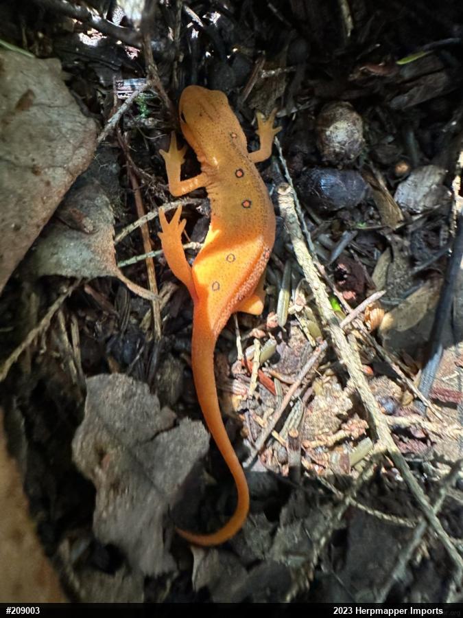 Red-spotted Newt